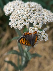 butterfly on a flower. Macro photo of Small Copper butterfly on white yarrow flower. Vivid orange wings, wild summer meadow, pollination and nature concept.
