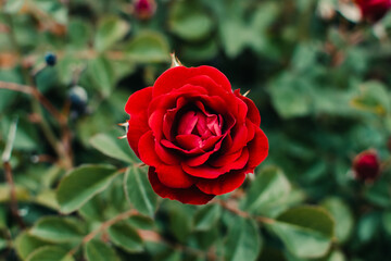 Red rose with green leaves