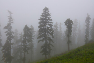 Misty fog in pine forest on mountain slopes. Bakhmaro, Georgia. Caucasian mountains. Summer season....