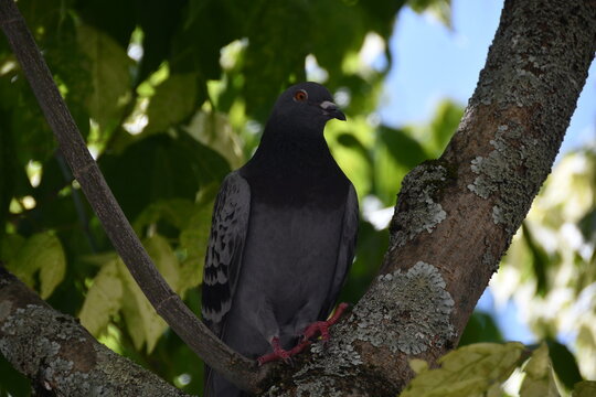 Pombo cinzento na &aacute;rvore