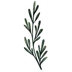 Sprig of rosemary herb. Watercolor illustration of aromatic plant used in cooking. Hand-painted food element isolated on white for menu, cafe, kitchen decor