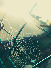 Spiderweb early in the morning
