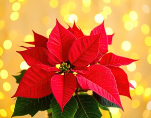 Obraz premium Vibrant red poinsettia against a bokeh background