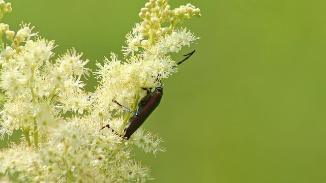 Big muskbuck beetle with long feelers dusting and pollinating in white-yellow flower blossoms with shimmering wings and long legs and a lot of copy space in idyllic meadow as shiny glimmering insect