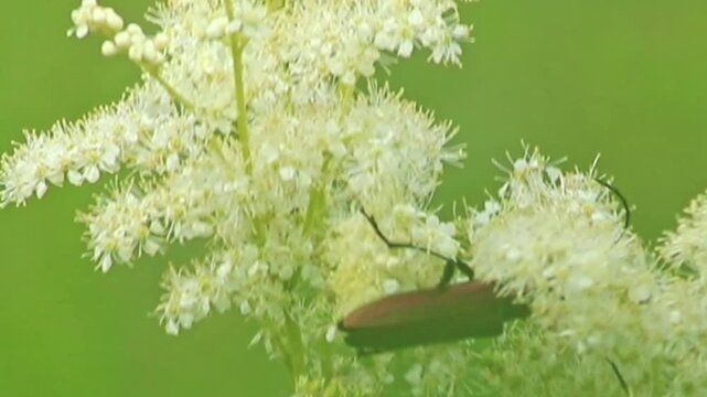 Big muskbuck beetle with long feelers dusting and pollinating in white-yellow flower blossoms with shimmering wings and long legs and a lot of copy space in idyllic meadow as shiny glimmering insect