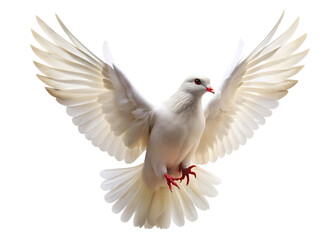 Fototapeta premium dove flying isolated on white background, png, ai generated.