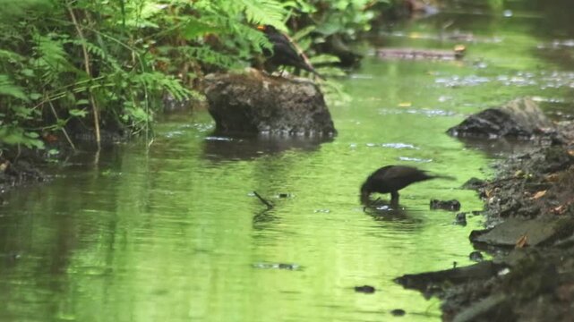 Black bird bathing in idyllic creek in a forest jungle with crystal clear water in a healthy environment to clean its feathers from parasites and cool down in summer heat and drink water in drought