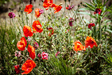 Fully developed Polish field poppy.