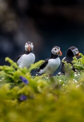 Fototapeta premium Three Puffins on Cliffside Meadow at Skomer Island, Wales