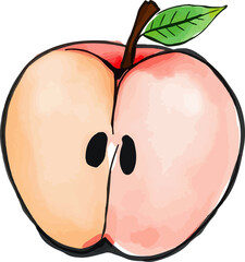 Watercolor vector illustration of an apple.