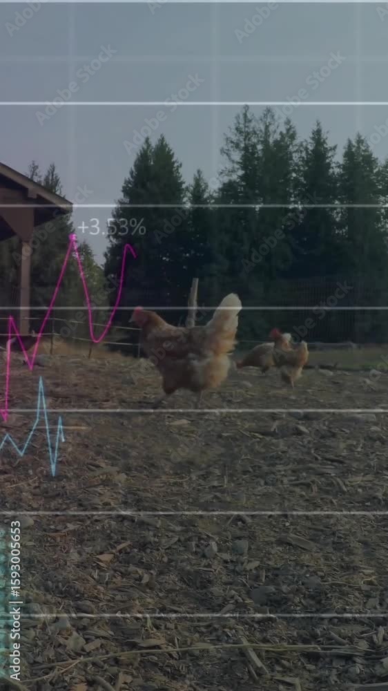 Poster graph and data analysis animation over chickens roaming near coop in rural area