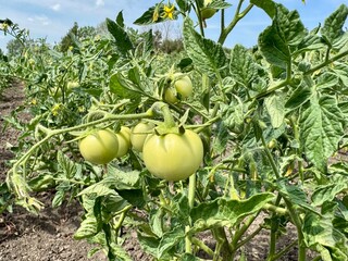 green tomatoes in the field