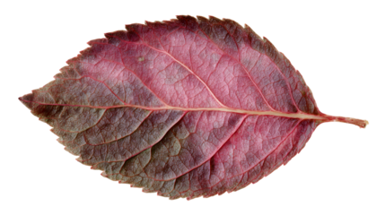 Pinkish Red Autumn Leaf with Detailed Veins on Transparent Background, Seasonal Change