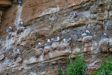A textured cliff face with gulls nesting on ledges  in Staithes - North Yorkshire - United Kingdom