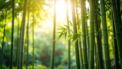 Lush bamboo forest bathed in sunlight