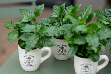 Arabica coffee plant with lush green leaves growing in a coffee mug. The mug stands on a green table with a softly blurred background.