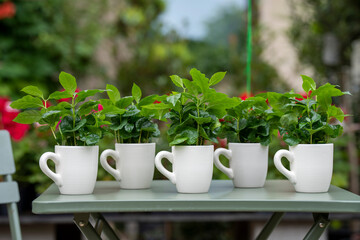 Arabica coffee plant with lush green leaves growing in a coffee mug. The mug stands on a green...