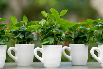 Arabica coffee plant with lush green leaves growing in a coffee mug. The mug stands on a green table with a softly blurred background.