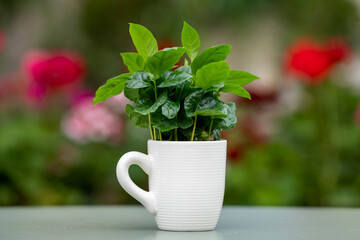 Arabica coffee plant with lush green leaves growing in a coffee mug. The mug stands on a green table with a softly blurred background.