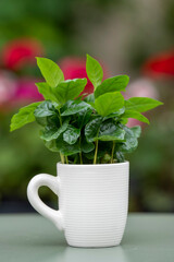 Arabica coffee plant with lush green leaves growing in a coffee mug. The mug stands on a green table with a softly blurred background.