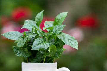 Arabica coffee plant with lush green leaves growing in a coffee mug. The mug stands on a green table with a softly blurred background.