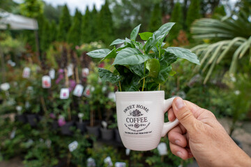A man holds a white coffee cup with a green arabica coffee plant. Blurred plants fill the soft background.