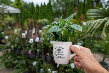 A man holds a white coffee cup with a green arabica coffee plant. Blurred plants fill the soft background.
