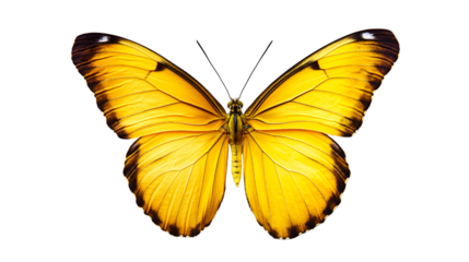 Vibrant Yellow Butterfly with Dark Edges Isolated on Transparent Background for Nature Projects
