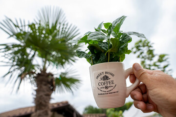 A man holds a white coffee cup with a green arabica coffee plant. Blurred plants fill the soft background.