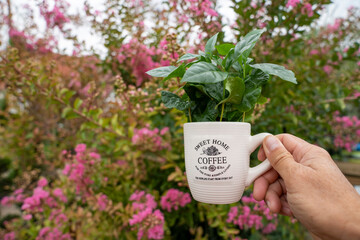 A man holds a white coffee cup with a green arabica coffee plant. Blurred plants fill the soft background.