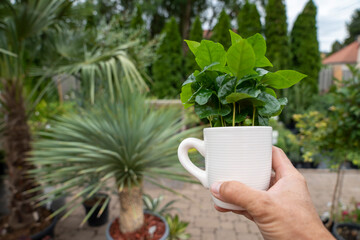 A man holds a white coffee cup with a green arabica coffee plant. Blurred plants fill the soft background.