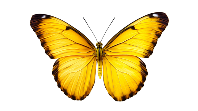 Vibrant Yellow Butterfly with Dark Edges Isolated on Transparent Background for Nature Projects