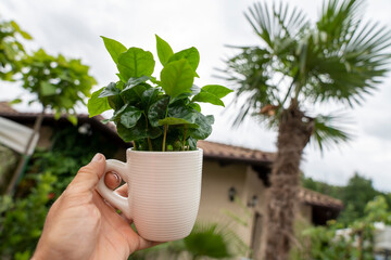A man holds a white coffee cup with a green arabica coffee plant. Blurred plants fill the soft background.