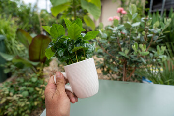 A man holds a white coffee cup with a green arabica coffee plant. Blurred plants fill the soft background.