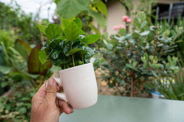 A man holds a white coffee cup with a green arabica coffee plant. Blurred plants fill the soft background.