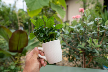 A man holds a white coffee cup with a green arabica coffee plant. Blurred plants fill the soft background.