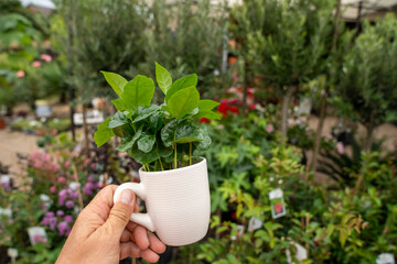 A man holds a white coffee cup with a green arabica coffee plant. Blurred plants fill the soft background.