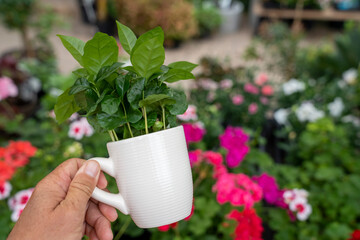 A man holds a white coffee cup with a green arabica coffee plant. Blurred plants fill the soft...