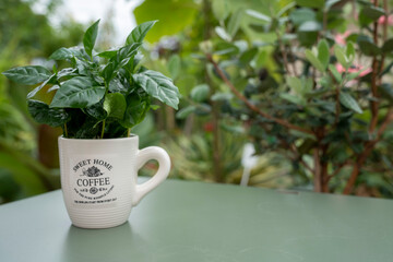 Arabica coffee plant with lush green leaves growing in a coffee mug. The mug stands on a green table with a softly blurred background.