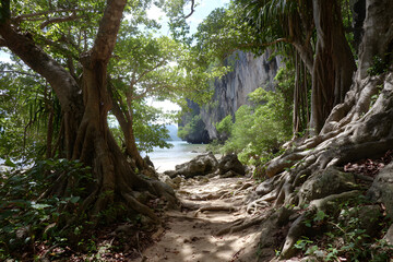 Fototapeta premium Monkey Trail Nature Trail, Ao Nang Beach, Krabi, Thailand