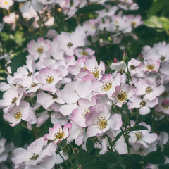 Closeup of Delicate Pink Bush Roses in Bloom