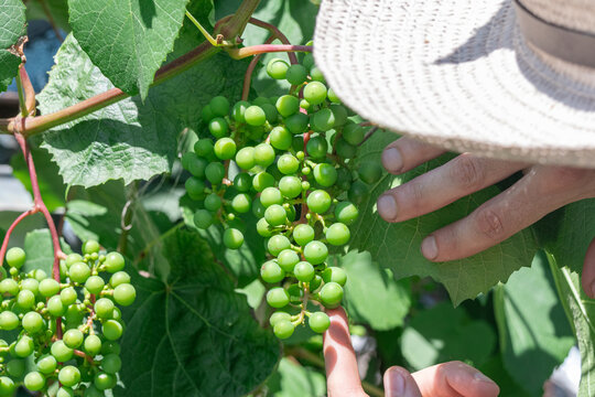 A person's hand examines the unripe green grapes growing on a vine in the vineyard.