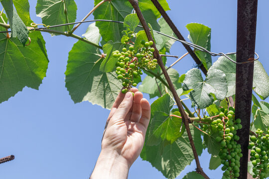 A hand reaching out to touch unripe green grapes growing on a vine. - Powered by Adobe