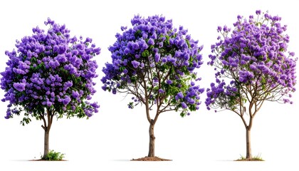 Obraz premium Three purple flowering trees