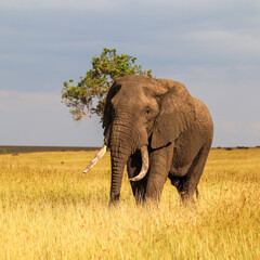 Large male african elephant walking in the savannah during daytime