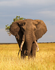 Large african elephant walking in the savannah during daytime