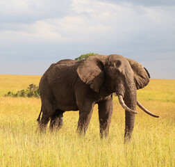 Large African elephant walking in the Masai Mara savanna