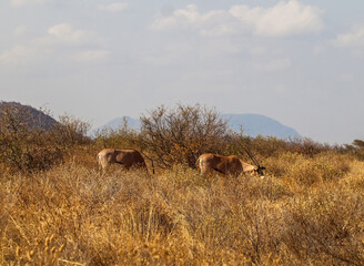 East african oryx grazing in the african savanna
