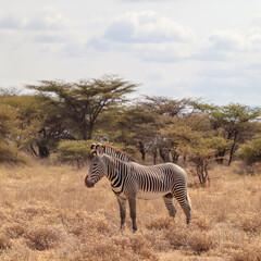 Grevy's zebra standing in the african savanna with acacia trees in background