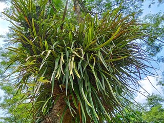 Pyrrosia longifolia belong from poaceae family 